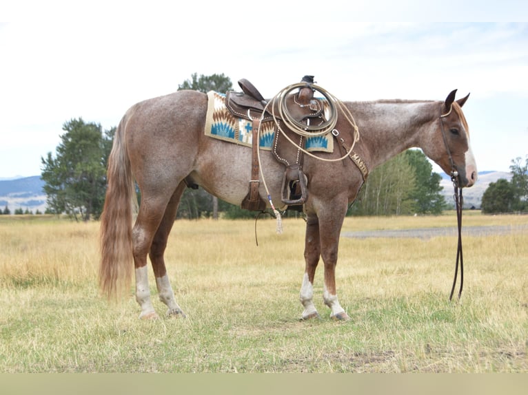American Quarter Horse Wallach 4 Jahre 152 cm Roan-Red in Bozeman