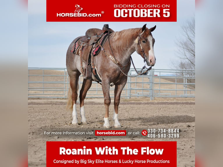 American Quarter Horse Wallach 4 Jahre 152 cm Roan-Red in Bozeman