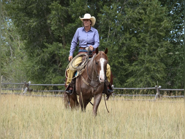 American Quarter Horse Wallach 4 Jahre 152 cm Roan-Red in Bozeman