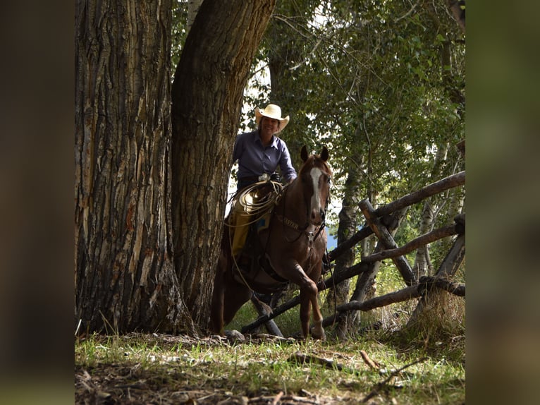 American Quarter Horse Wallach 4 Jahre 152 cm Roan-Red in Bozeman