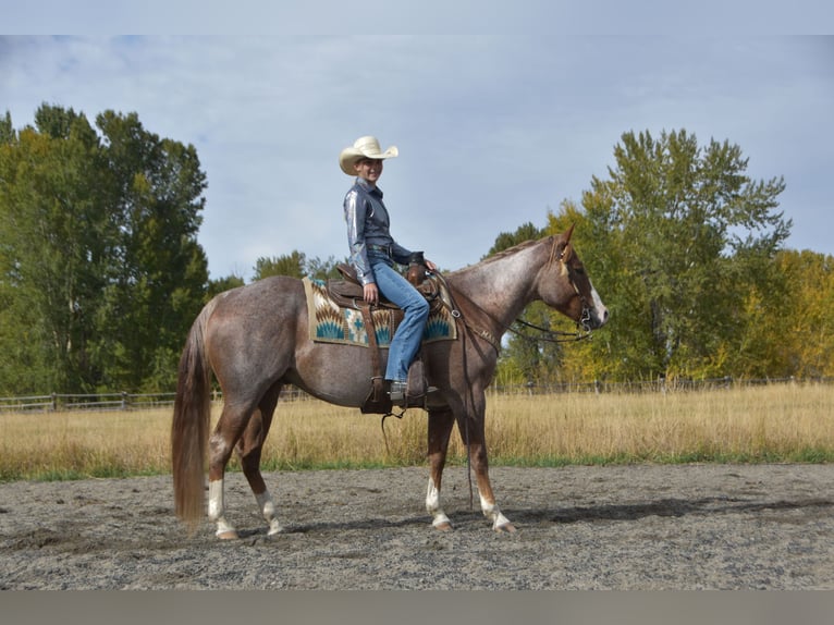 American Quarter Horse Wallach 4 Jahre 152 cm Roan-Red in Bozeman