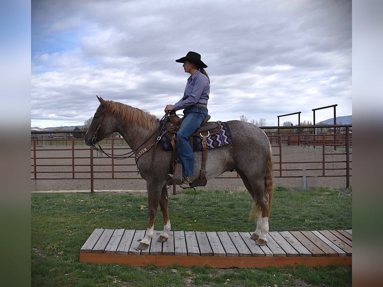 American Quarter Horse Wallach 4 Jahre 152 cm Roan-Red in Bozeman