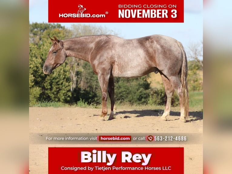 American Quarter Horse Wallach 4 Jahre 152 cm Roan-Red in Bellevue American Quarter Horse Wallach 4 Jahre 152 cm Roan-Red in Bellevue