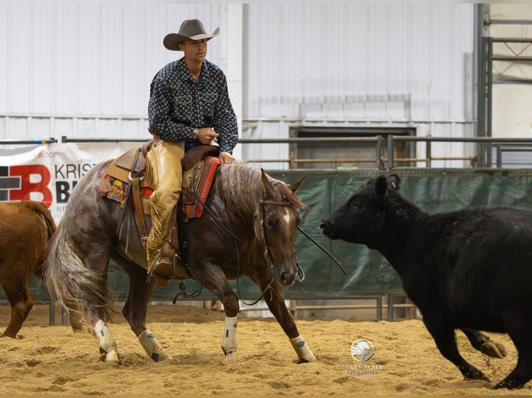 American Quarter Horse Wallach 4 Jahre 152 cm Roan-Red in Bellevue American Quarter Horse Wallach 4 Jahre 152 cm Roan-Red in Bellevue