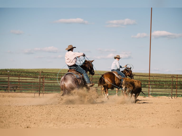 American Quarter Horse Wallach 4 Jahre 152 cm Roan-Red in Decorah