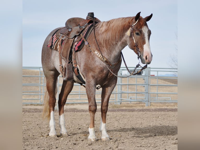 American Quarter Horse Wallach 4 Jahre 152 cm Roan-Red in Bozeman