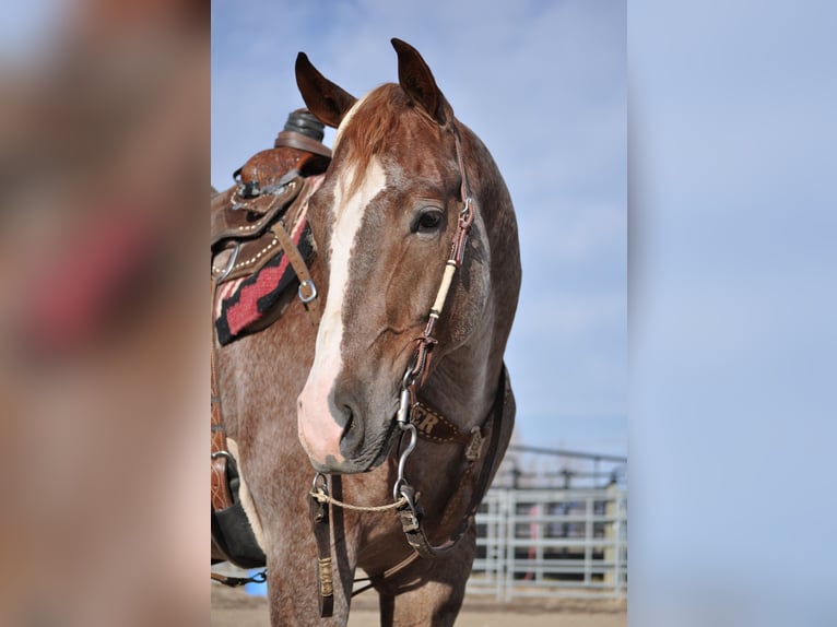 American Quarter Horse Wallach 4 Jahre 152 cm Roan-Red in Bozeman