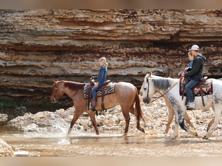 American Quarter Horse Wallach 4 Jahre 152 cm Roan-Red in Mount Vernon, MO