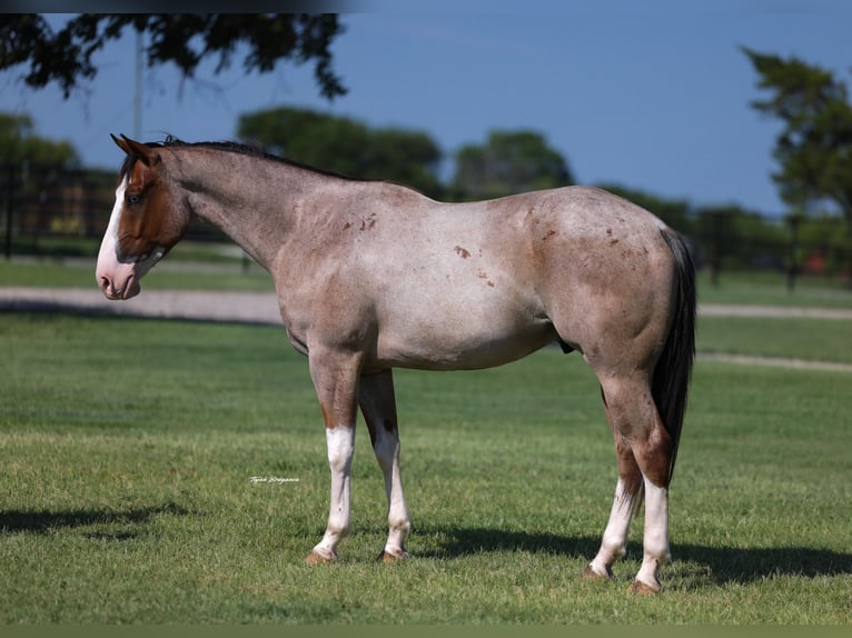 American Quarter Horse Wallach 4 Jahre 152 cm Roan-Red in Ripley