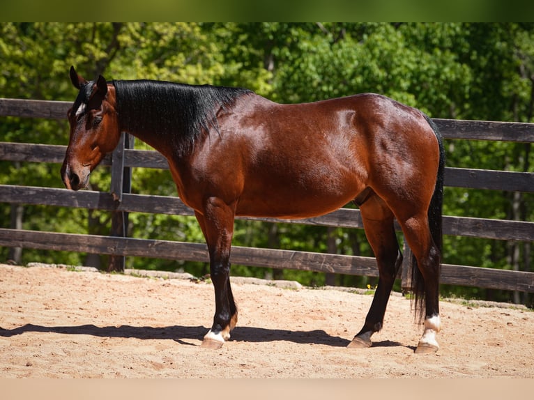 American Quarter Horse Wallach 4 Jahre 152 cm Rotbrauner in Clover