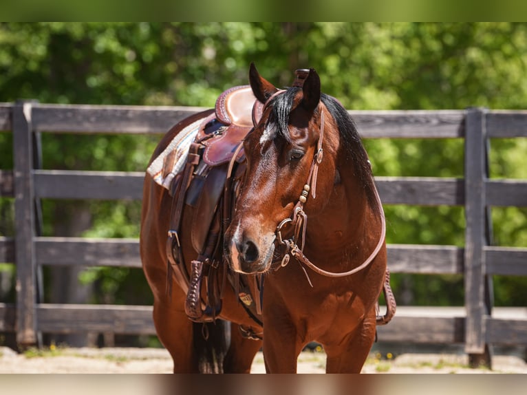 American Quarter Horse Wallach 4 Jahre 152 cm Rotbrauner in Clover