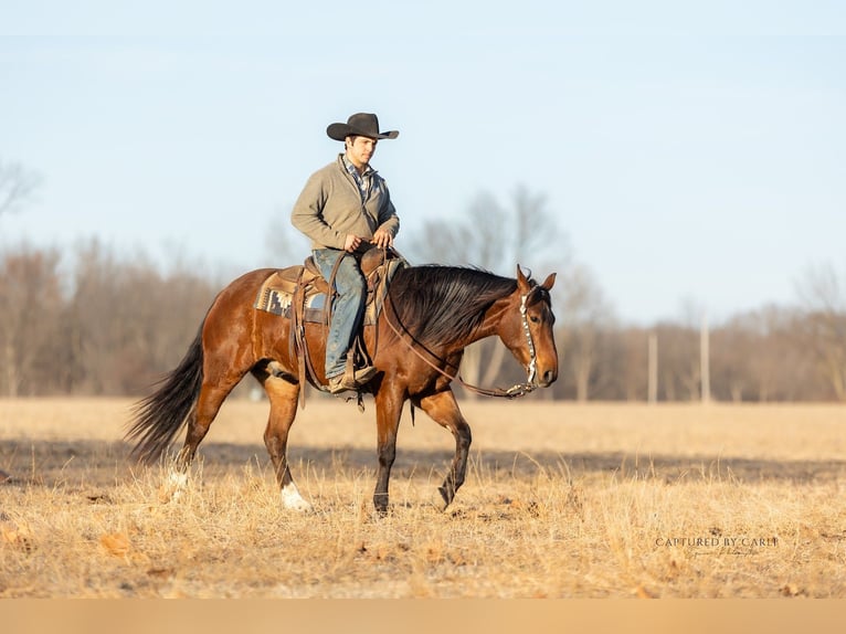 American Quarter Horse Wallach 4 Jahre 152 cm Rotbrauner in Lewistown