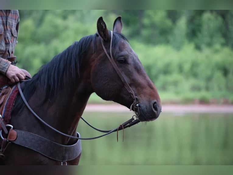 American Quarter Horse Wallach 4 Jahre 152 cm Rotbrauner in Ripley