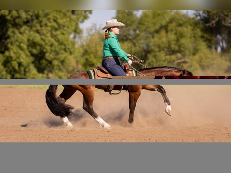 American Quarter Horse Wallach 4 Jahre 152 cm Rotbrauner in Marietta