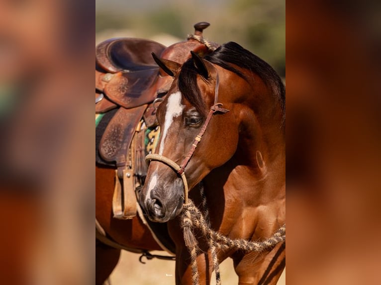 American Quarter Horse Wallach 4 Jahre 152 cm Rotbrauner in Marietta