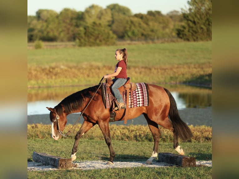 American Quarter Horse Wallach 4 Jahre 152 cm Rotbrauner in Buffalo, MO