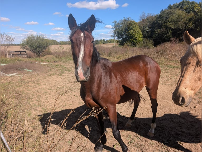 American Quarter Horse Mix Wallach 4 Jahre 152 cm Rotbrauner in Urbana