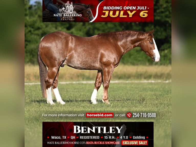 American Quarter Horse Wallach 4 Jahre 152 cm Rotfuchs in Waco