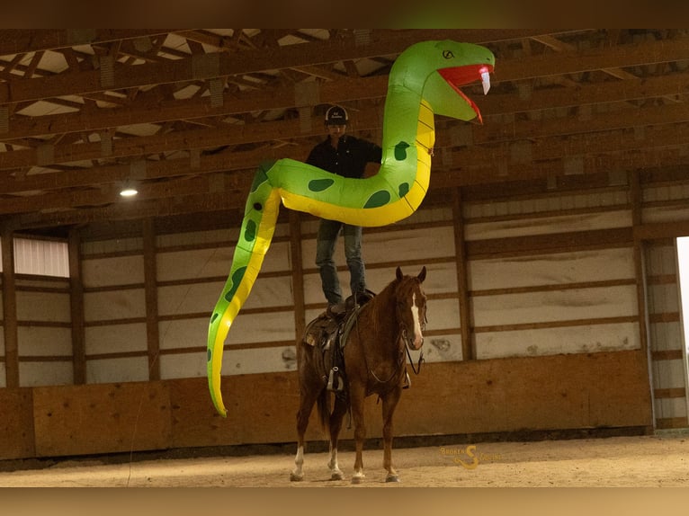 American Quarter Horse Wallach 4 Jahre 152 cm Rotfuchs in Bogard