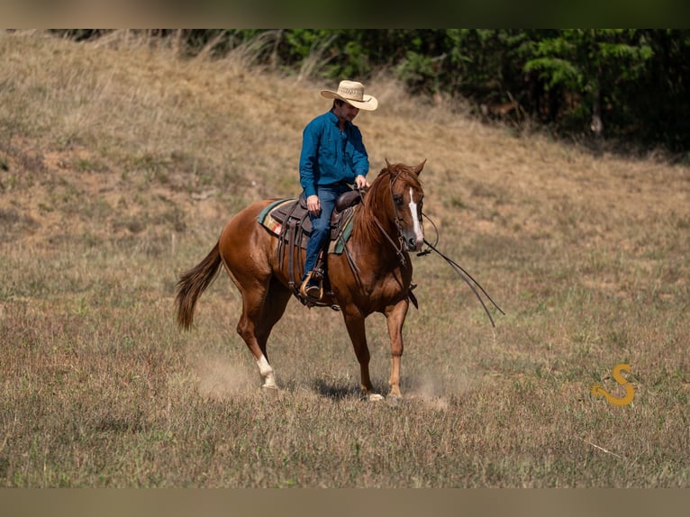 American Quarter Horse Wallach 4 Jahre 152 cm Rotfuchs in Bogard