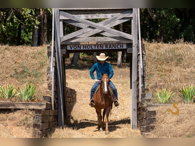 American Quarter Horse Wallach 4 Jahre 152 cm Rotfuchs in Bogard