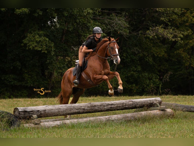 American Quarter Horse Wallach 4 Jahre 152 cm Rotfuchs in Bogard