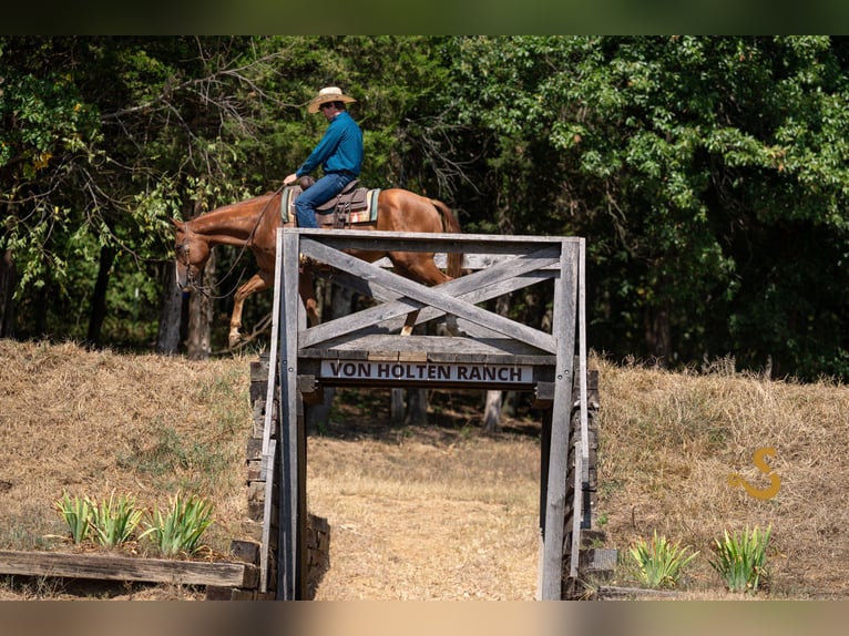 American Quarter Horse Wallach 4 Jahre 152 cm Rotfuchs in Bogard