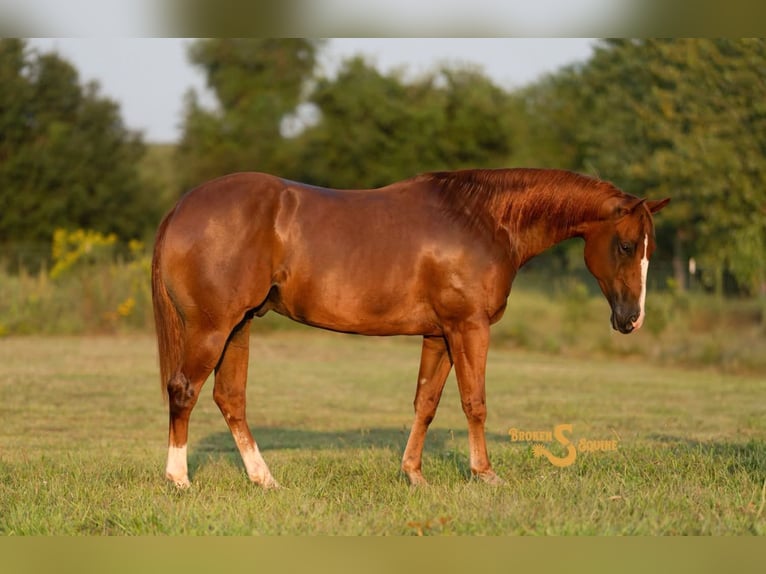 American Quarter Horse Wallach 4 Jahre 152 cm Rotfuchs in Bogard