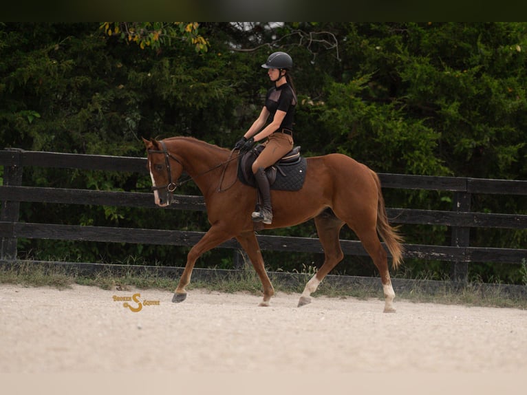American Quarter Horse Wallach 4 Jahre 152 cm Rotfuchs in Bogard