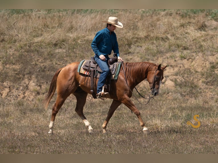 American Quarter Horse Wallach 4 Jahre 152 cm Rotfuchs in Bogard