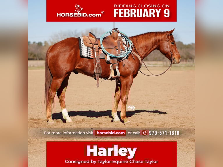 American Quarter Horse Wallach 4 Jahre 152 cm Rotfuchs in Huntsville