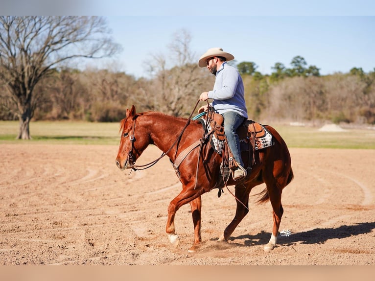 American Quarter Horse Wallach 4 Jahre 152 cm Rotfuchs in Huntsville