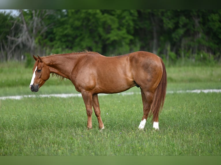 American Quarter Horse Wallach 4 Jahre 152 cm Rotfuchs in Stephenville