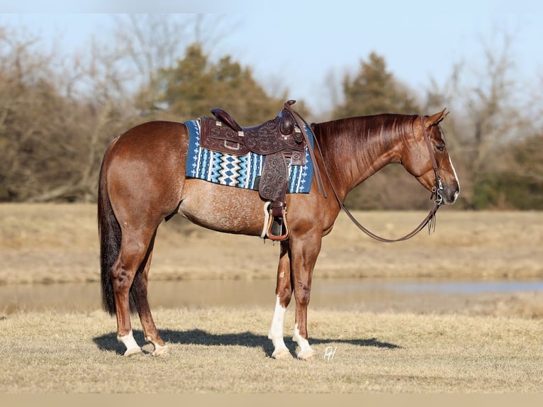 American Quarter Horse Wallach 4 Jahre 152 cm Rotfuchs in Buffalo