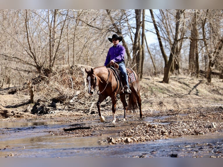 American Quarter Horse Wallach 4 Jahre 152 cm Rotfuchs in Buffalo