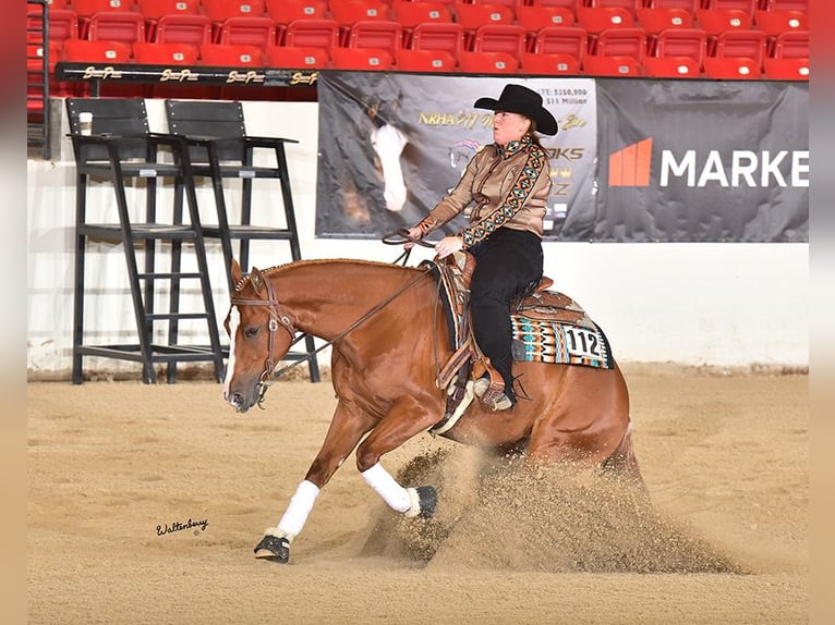 American Quarter Horse Wallach 4 Jahre 152 cm Rotfuchs in Caldwell