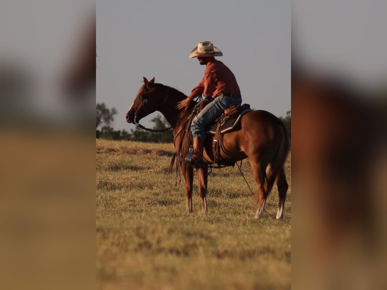 American Quarter Horse Wallach 4 Jahre 152 cm Rotfuchs in Stephenville