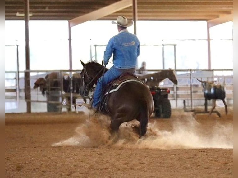 American Quarter Horse Wallach 4 Jahre 152 cm Rotfuchs in Pollok, TX