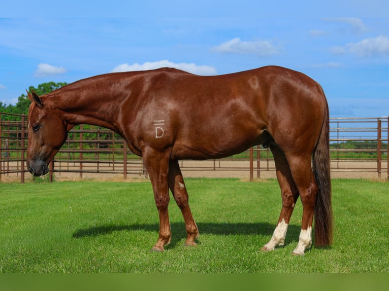 American Quarter Horse Wallach 4 Jahre 152 cm Rotfuchs in La Grange
