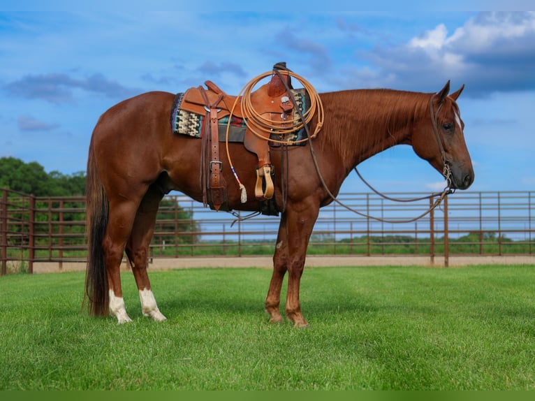 American Quarter Horse Wallach 4 Jahre 152 cm Rotfuchs in La Grange