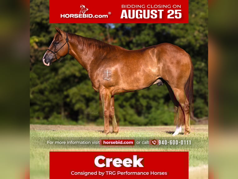 American Quarter Horse Wallach 4 Jahre 152 cm Rotfuchs in Valley View