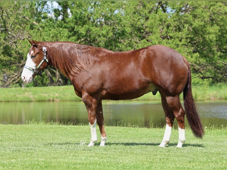 American Quarter Horse Wallach 4 Jahre 152 cm Rotfuchs in Buffalo, MO