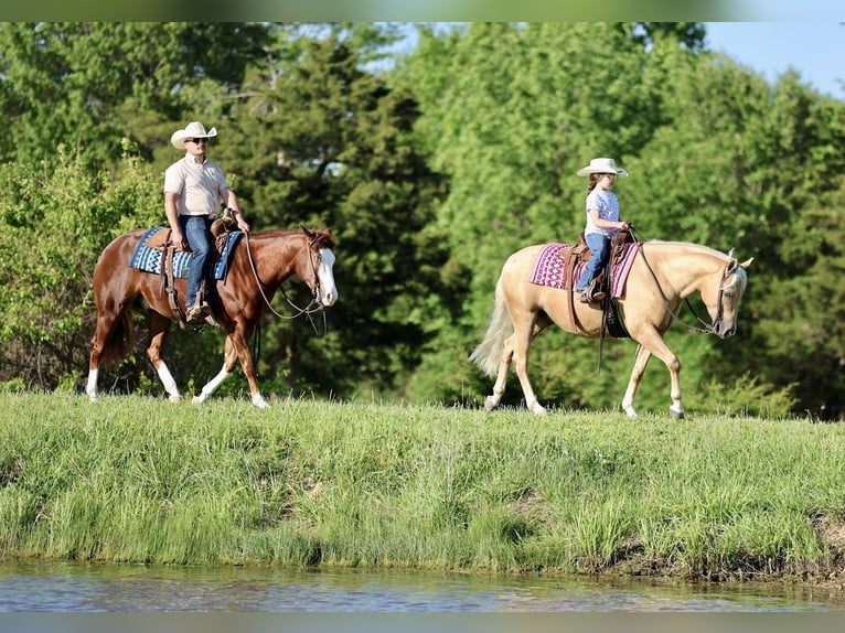 American Quarter Horse Wallach 4 Jahre 152 cm Rotfuchs in Buffalo, MO