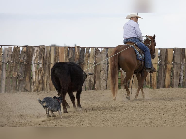 American Quarter Horse Wallach 4 Jahre 152 cm Rotfuchs in Bernard, IA