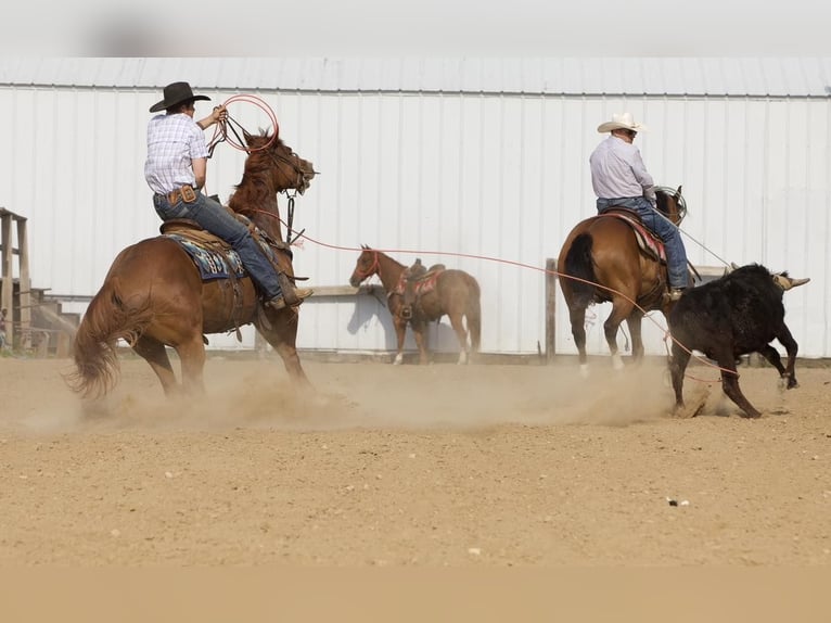American Quarter Horse Wallach 4 Jahre 152 cm Rotfuchs in Bernard, IA