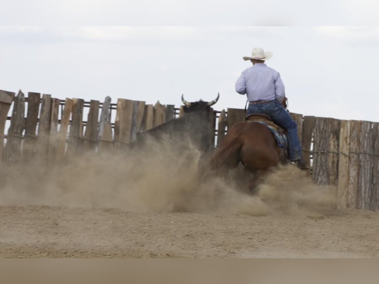 American Quarter Horse Wallach 4 Jahre 152 cm Rotfuchs in Bernard, IA
