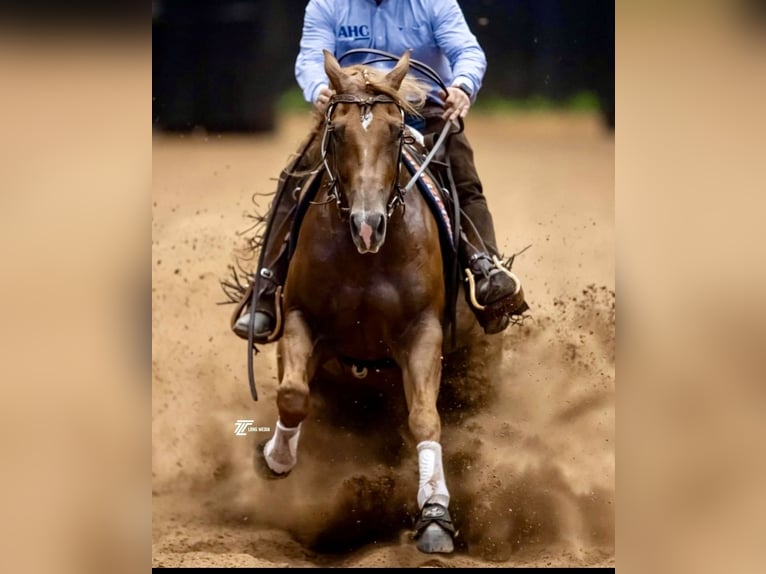 American Quarter Horse Wallach 4 Jahre 152 cm Rotfuchs in Waco, TX