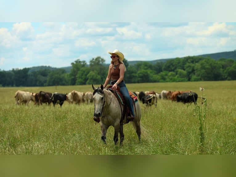American Quarter Horse Wallach 4 Jahre 152 cm Schimmel in Quitman