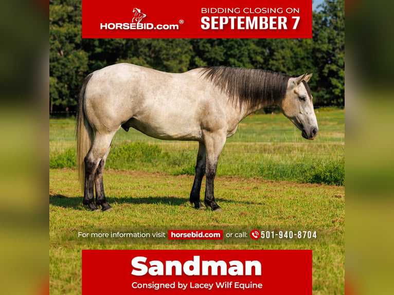American Quarter Horse Wallach 4 Jahre 152 cm Schimmel in Quitman