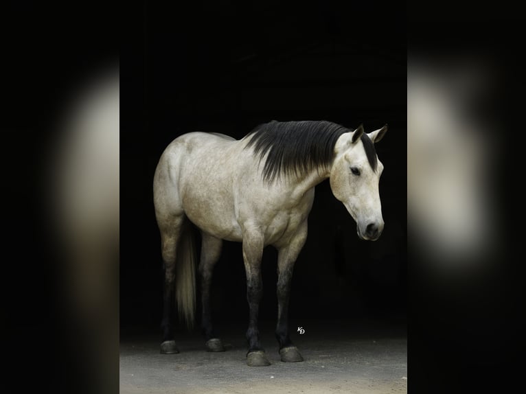 American Quarter Horse Wallach 4 Jahre 152 cm Schimmel in Quitman